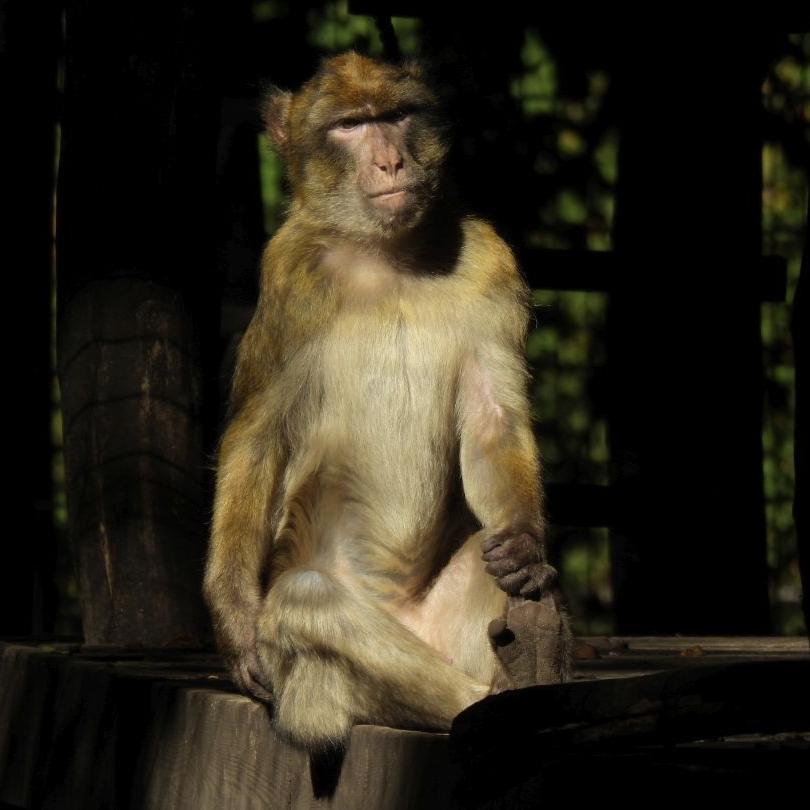 heimattiergarten-tierpark-zoo-fuerstenwalde-tiere-028