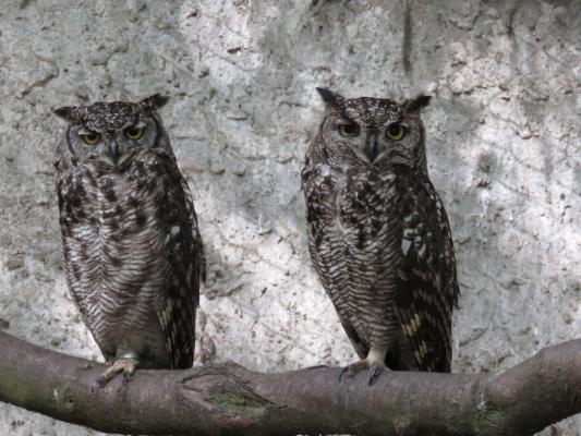 heimattiergarten-tierpark-zoo-fuerstenwalde-tiere-144