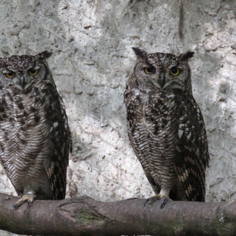 heimattiergarten-tierpark-zoo-fuerstenwalde-tiere-144