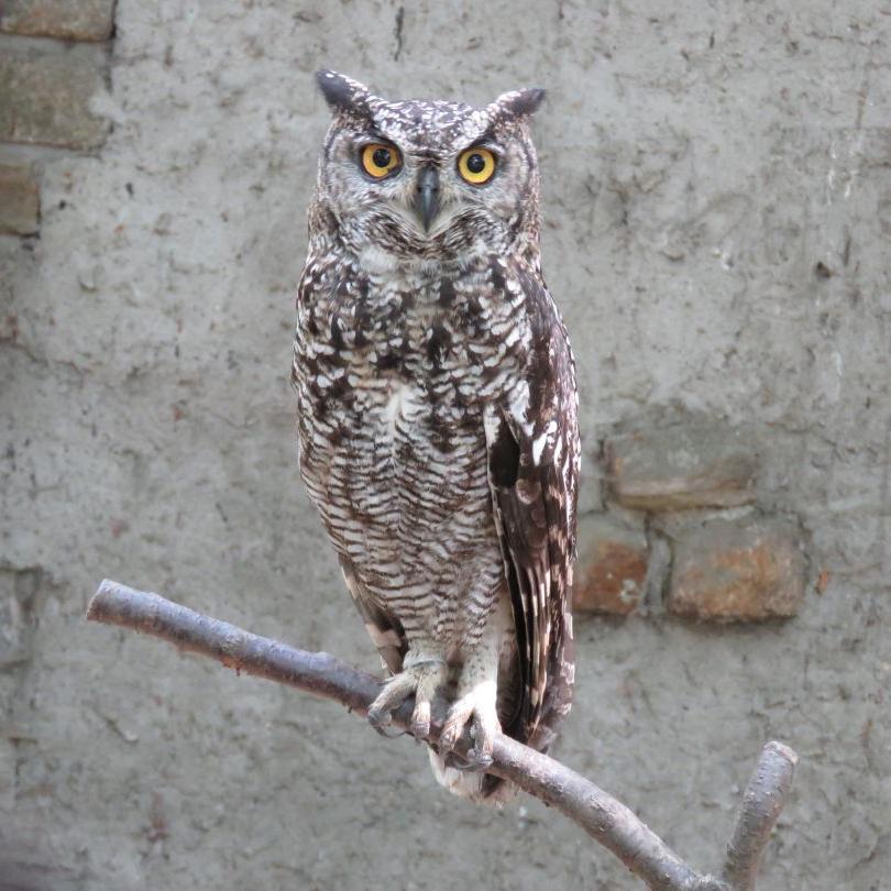 heimattiergarten-tierpark-zoo-fuerstenwalde-tiere-145
