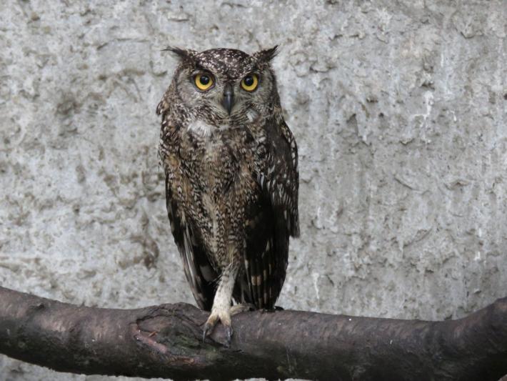 heimattiergarten-tierpark-zoo-fuerstenwalde-tiere-146