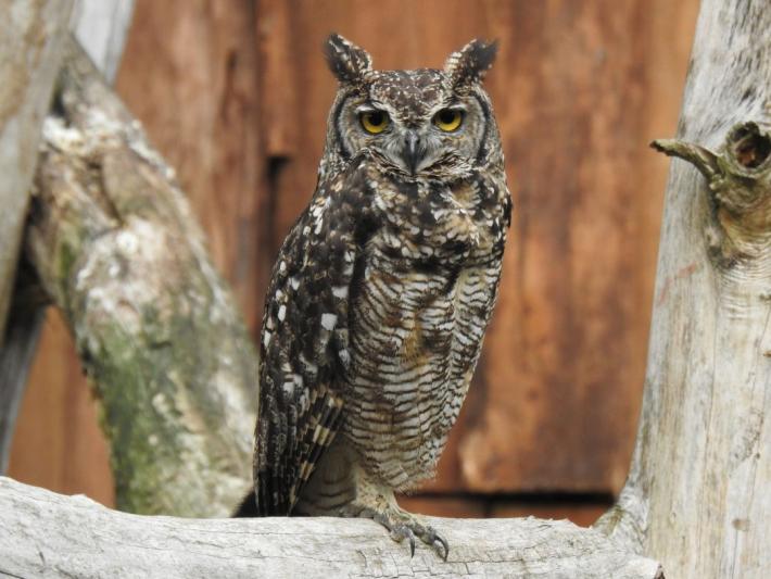 heimattiergarten-tierpark-zoo-fuerstenwalde-tiere-147