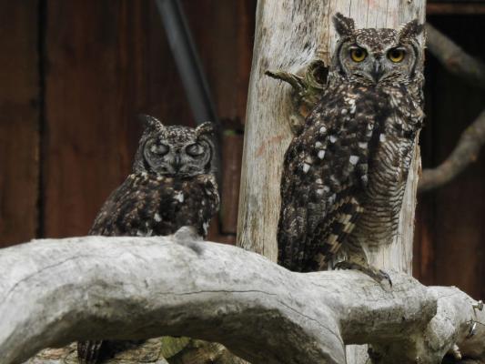 heimattiergarten-tierpark-zoo-fuerstenwalde-tiere-149