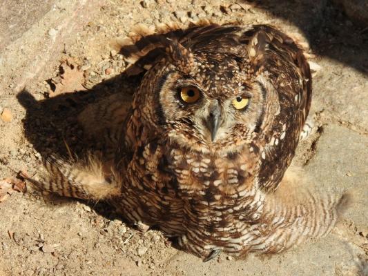 heimattiergarten-tierpark-zoo-fuerstenwalde-tiere-150