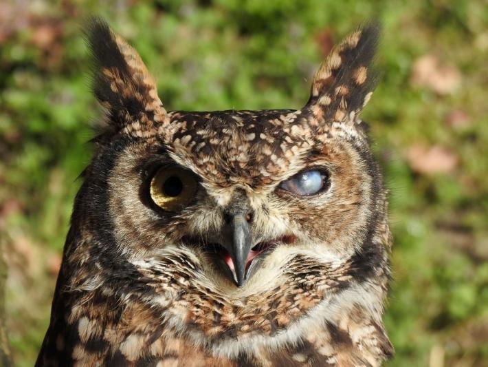 heimattiergarten-tierpark-zoo-fuerstenwalde-tiere-154