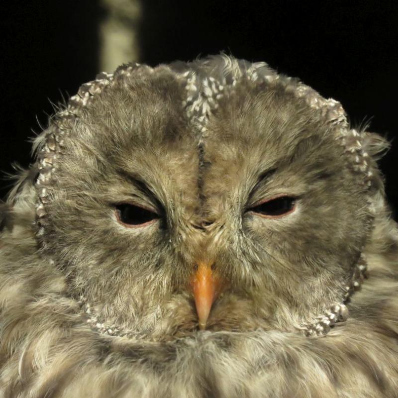 heimattiergarten-tierpark-zoo-fuerstenwalde-tiere-172