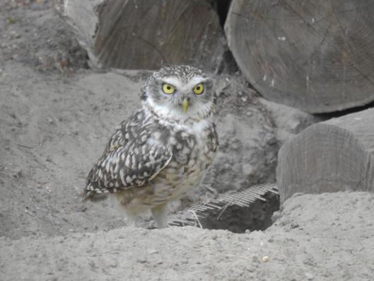 heimattiergarten-tierpark-zoo-fuerstenwalde-tiere-208