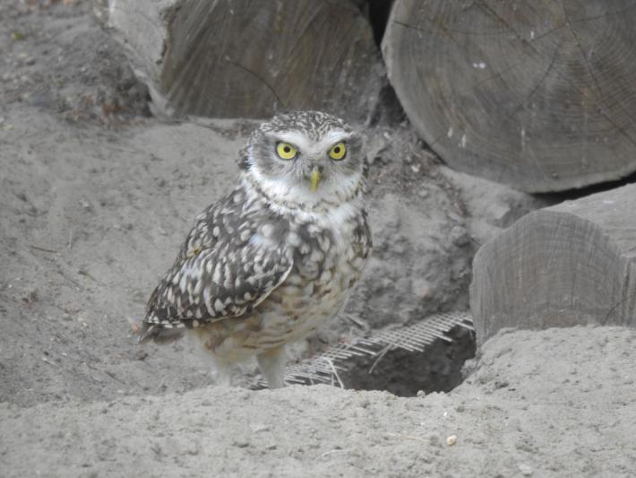 heimattiergarten-tierpark-zoo-fuerstenwalde-tiere-208