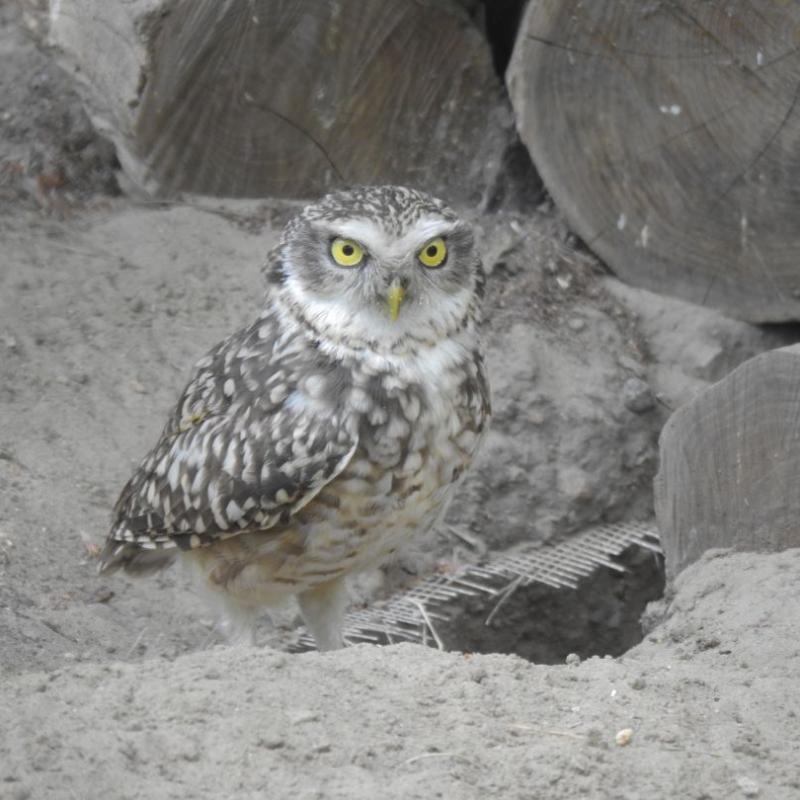 heimattiergarten-tierpark-zoo-fuerstenwalde-tiere-208