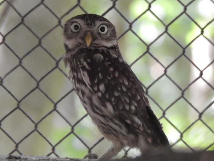 heimattiergarten-tierpark-zoo-fuerstenwalde-tiere-210