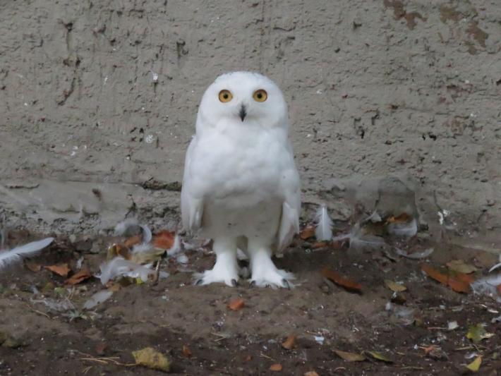 heimattiergarten-tierpark-zoo-fuerstenwalde-tiere-335