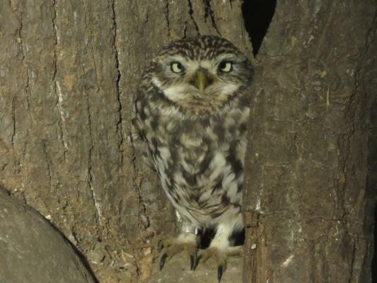 heimattiergarten-tierpark-zoo-fuerstenwalde-tiere-353