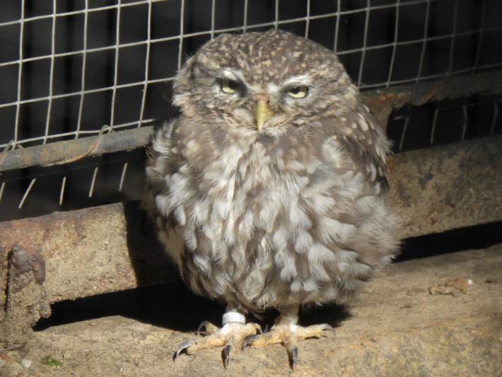 heimattiergarten-tierpark-zoo-fuerstenwalde-tiere-356