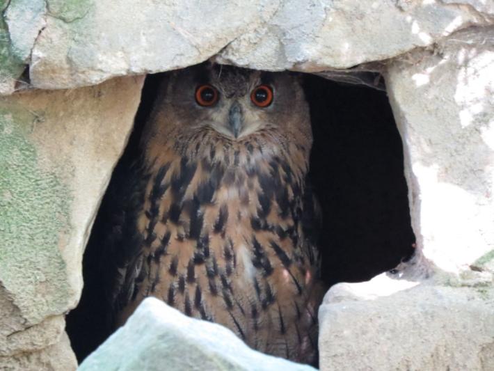 heimattiergarten-tierpark-zoo-fuerstenwalde-tiere-395