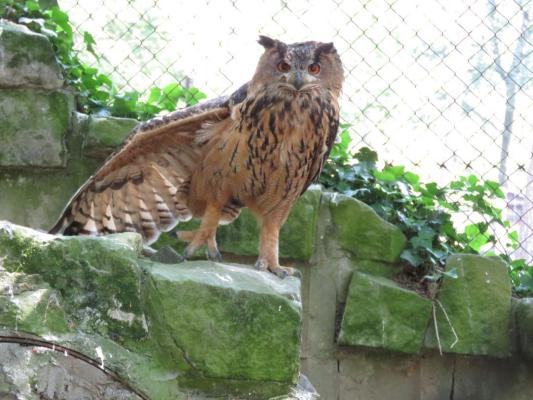 heimattiergarten-tierpark-zoo-fuerstenwalde-tiere-396