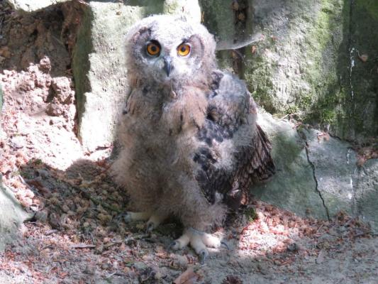 heimattiergarten-tierpark-zoo-fuerstenwalde-tiere-398