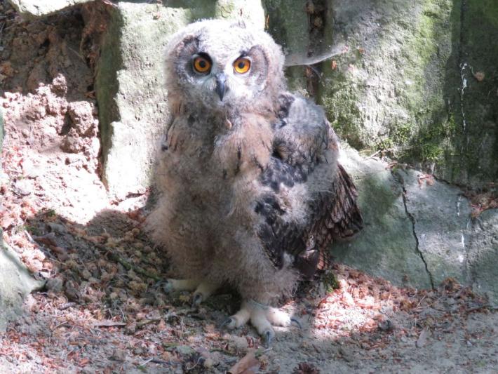 heimattiergarten-tierpark-zoo-fuerstenwalde-tiere-398