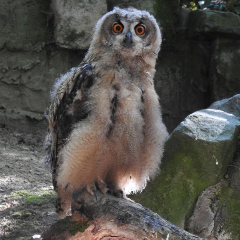 heimattiergarten-tierpark-zoo-fuerstenwalde-tiere-400