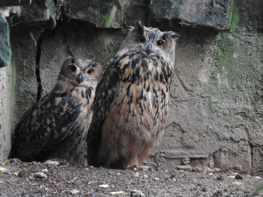 heimattiergarten-tierpark-zoo-fuerstenwalde-tiere-401