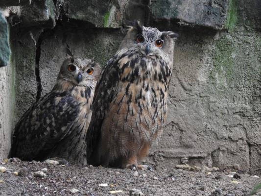 heimattiergarten-tierpark-zoo-fuerstenwalde-tiere-401