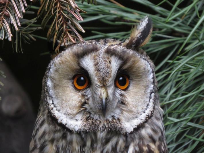 heimattiergarten-tierpark-zoo-fuerstenwalde-tiere-408