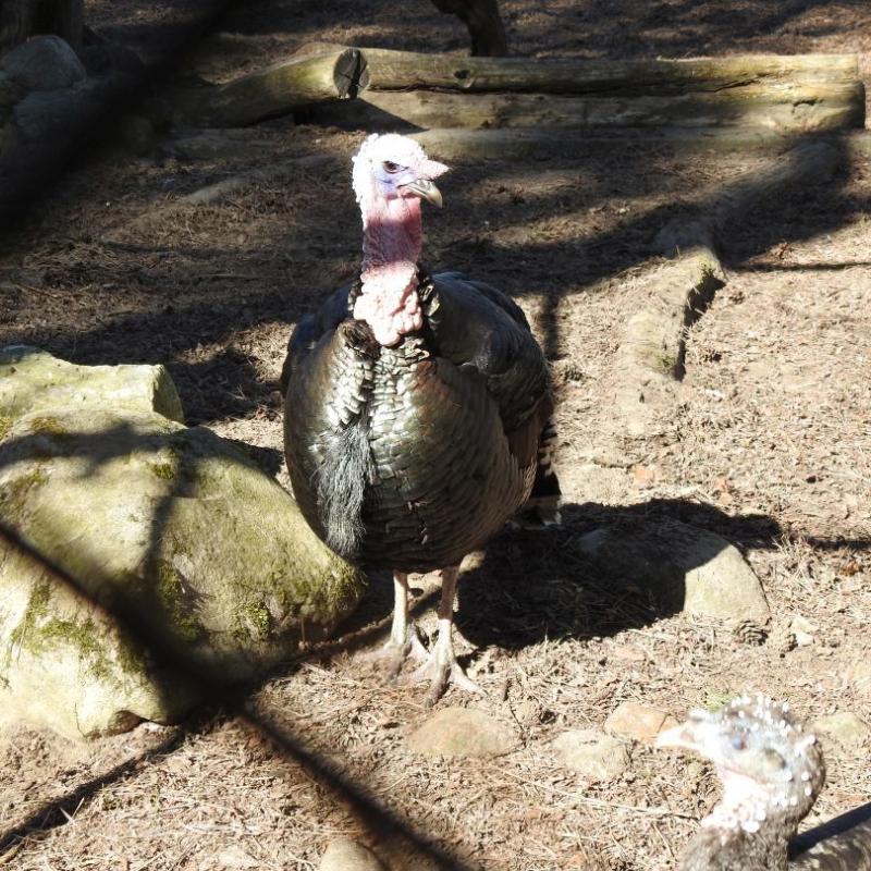 heimattiergarten-tierpark-zoo-fuerstenwalde-tiere-082