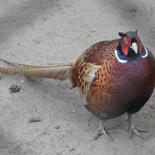 heimattiergarten-tierpark-zoo-fuerstenwalde-tiere-186
