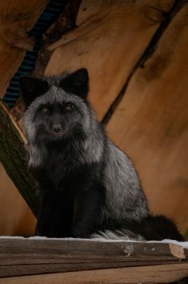 20260112-DSC_3323