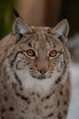 20260112-DSC_3739