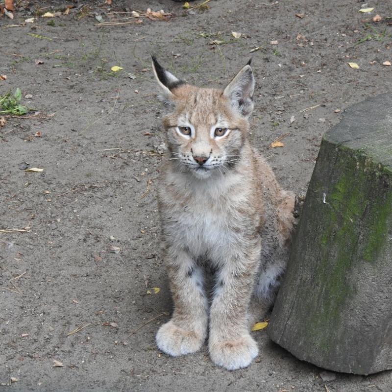 heimattiergarten-tierpark-zoo-fuerstenwalde-tiere-222