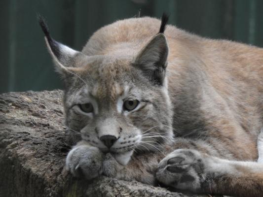 heimattiergarten-tierpark-zoo-fuerstenwalde-tiere-230