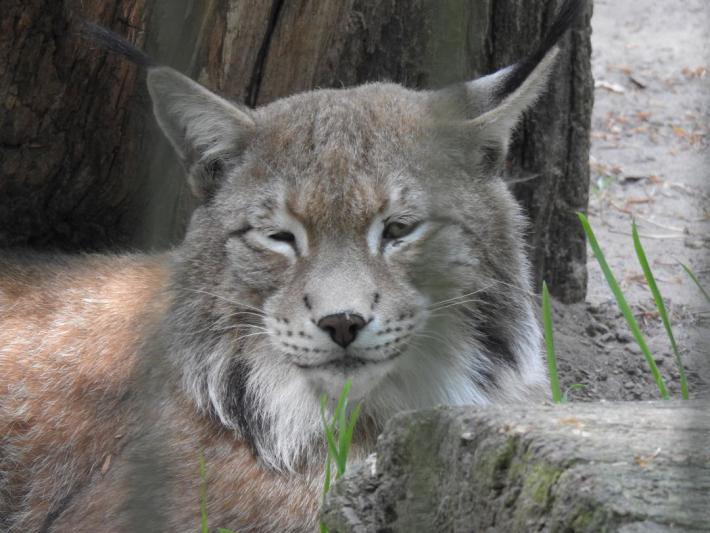 heimattiergarten-tierpark-zoo-fuerstenwalde-tiere-232