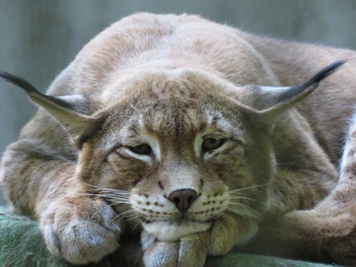 heimattiergarten-tierpark-zoo-fuerstenwalde-tiere-233