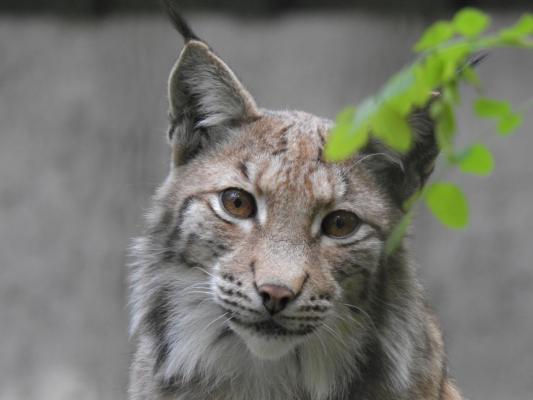 heimattiergarten-tierpark-zoo-fuerstenwalde-tiere-238