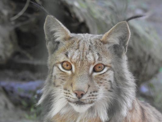 heimattiergarten-tierpark-zoo-fuerstenwalde-tiere-241