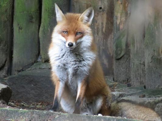 heimattiergarten-tierpark-zoo-fuerstenwalde-tiere-301