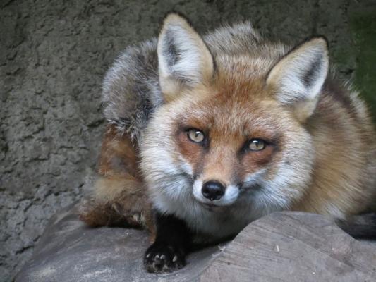 heimattiergarten-tierpark-zoo-fuerstenwalde-tiere-303