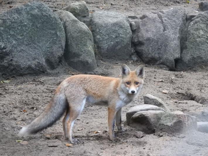 heimattiergarten-tierpark-zoo-fuerstenwalde-tiere-309