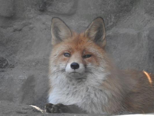 heimattiergarten-tierpark-zoo-fuerstenwalde-tiere-312