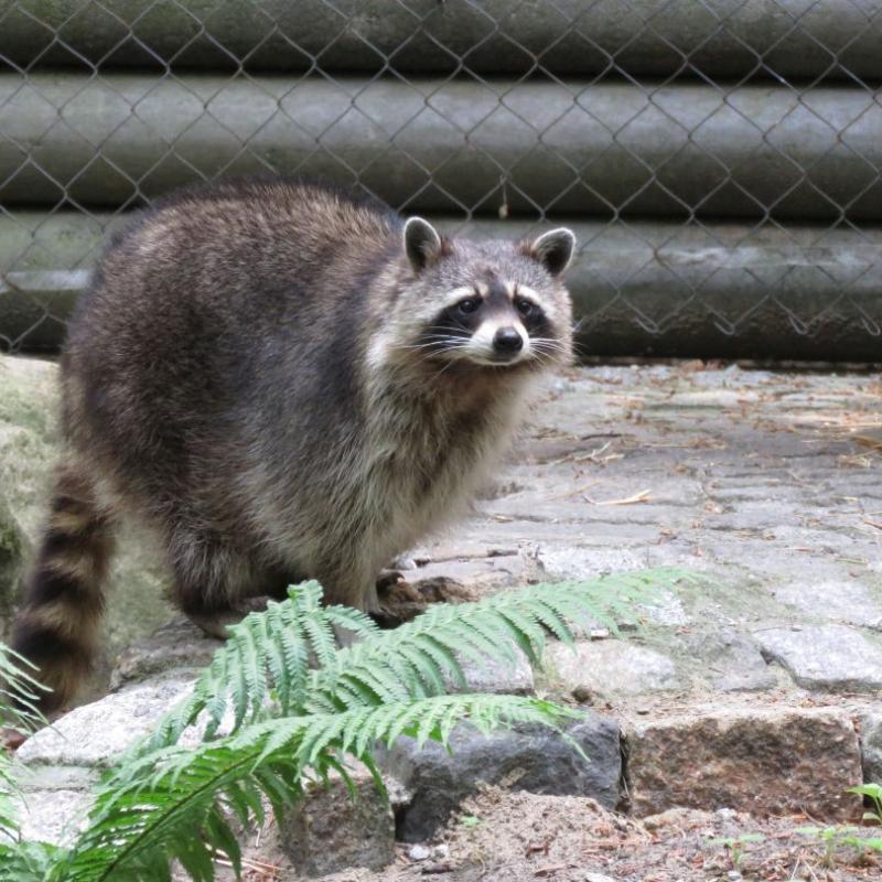 heimattiergarten-tierpark-zoo-fuerstenwalde-tiere-417