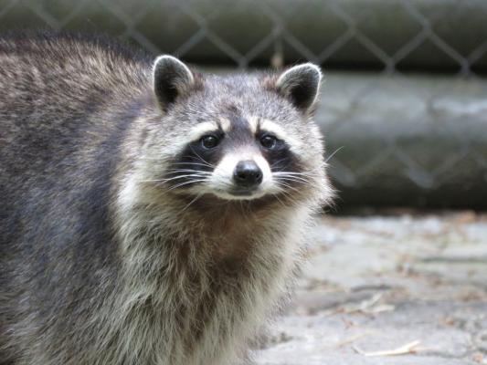 heimattiergarten-tierpark-zoo-fuerstenwalde-tiere-418