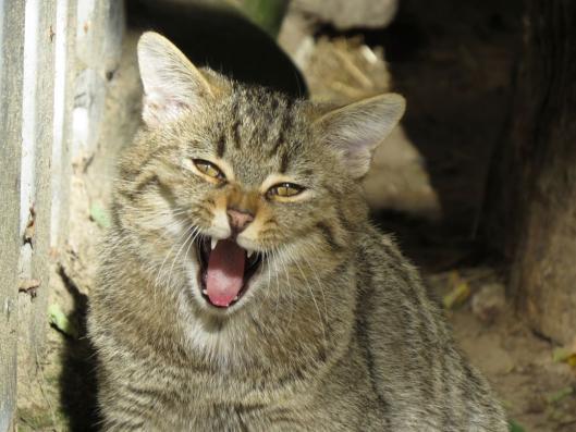 heimattiergarten-tierpark-zoo-fuerstenwalde-tiere-437