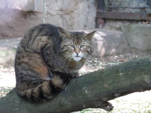 heimattiergarten-tierpark-zoo-fuerstenwalde-tiere-438