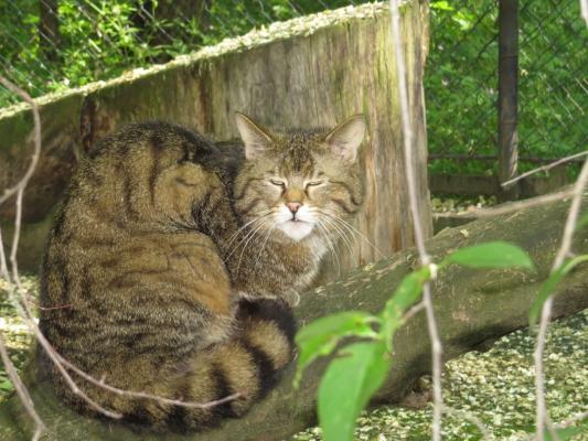 heimattiergarten-tierpark-zoo-fuerstenwalde-tiere-439