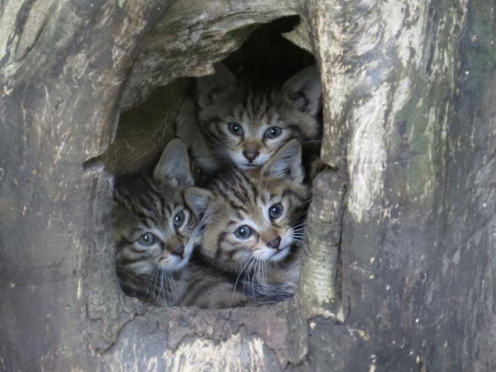 heimattiergarten-tierpark-zoo-fuerstenwalde-tiere-443