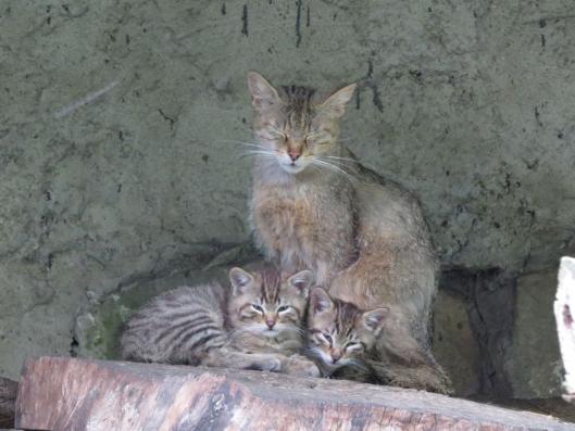 heimattiergarten-tierpark-zoo-fuerstenwalde-tiere-444