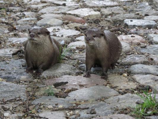 heimattiergarten-tierpark-zoo-fuerstenwalde-tiere-468