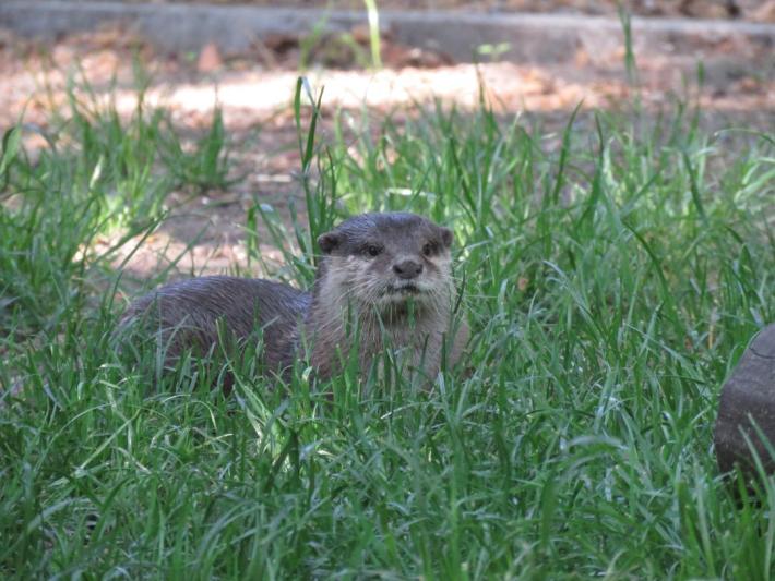 heimattiergarten-tierpark-zoo-fuerstenwalde-tiere-476