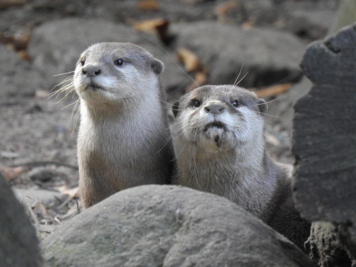 heimattiergarten-tierpark-zoo-fuerstenwalde-tiere-481