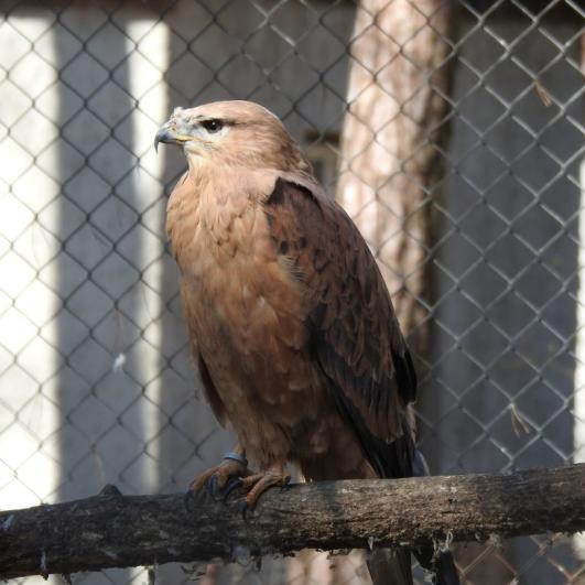heimattiergarten-tierpark-zoo-fuerstenwalde-tiere-002